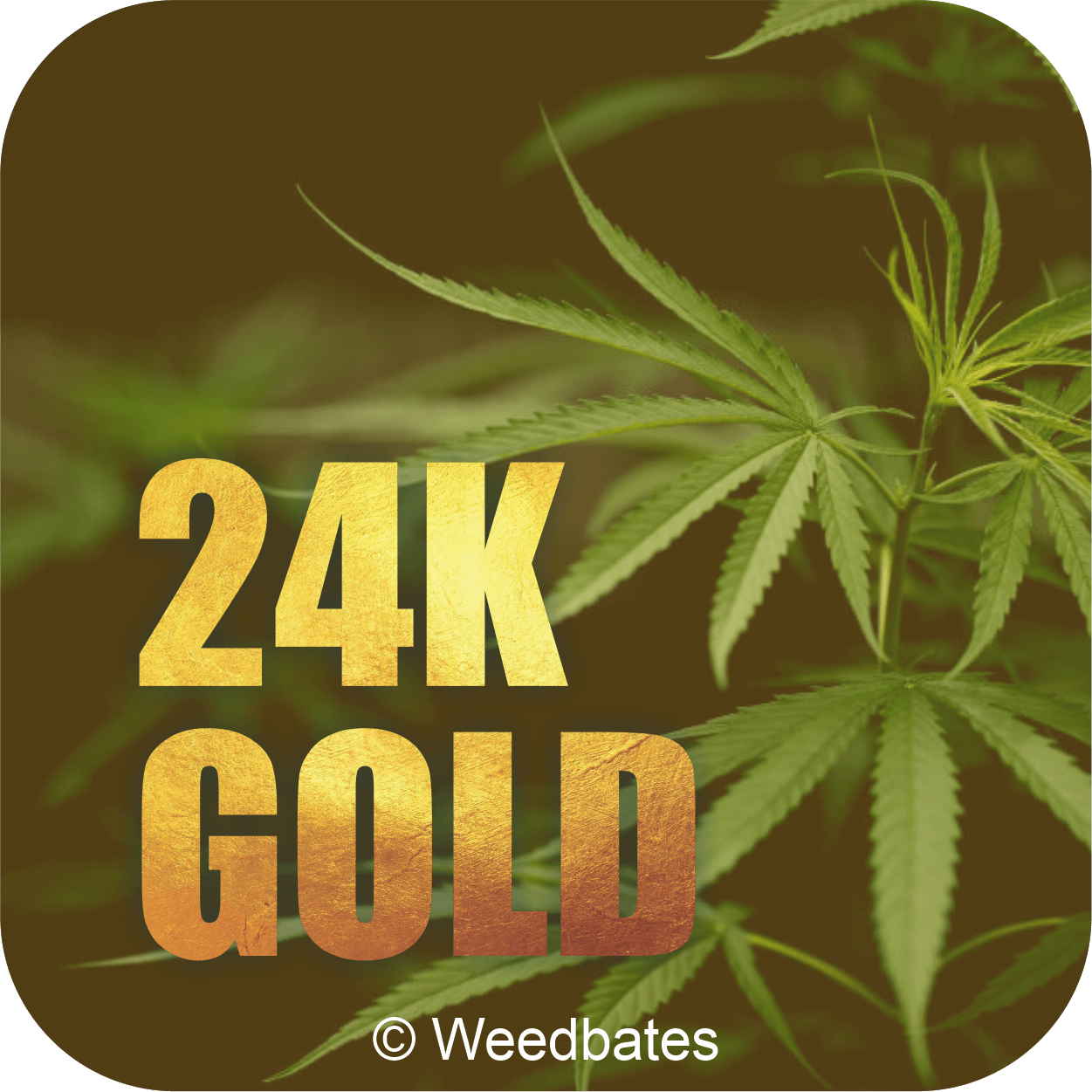 24k Gold weed strain