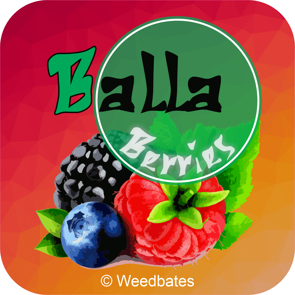 Balla Berries cannabis strain