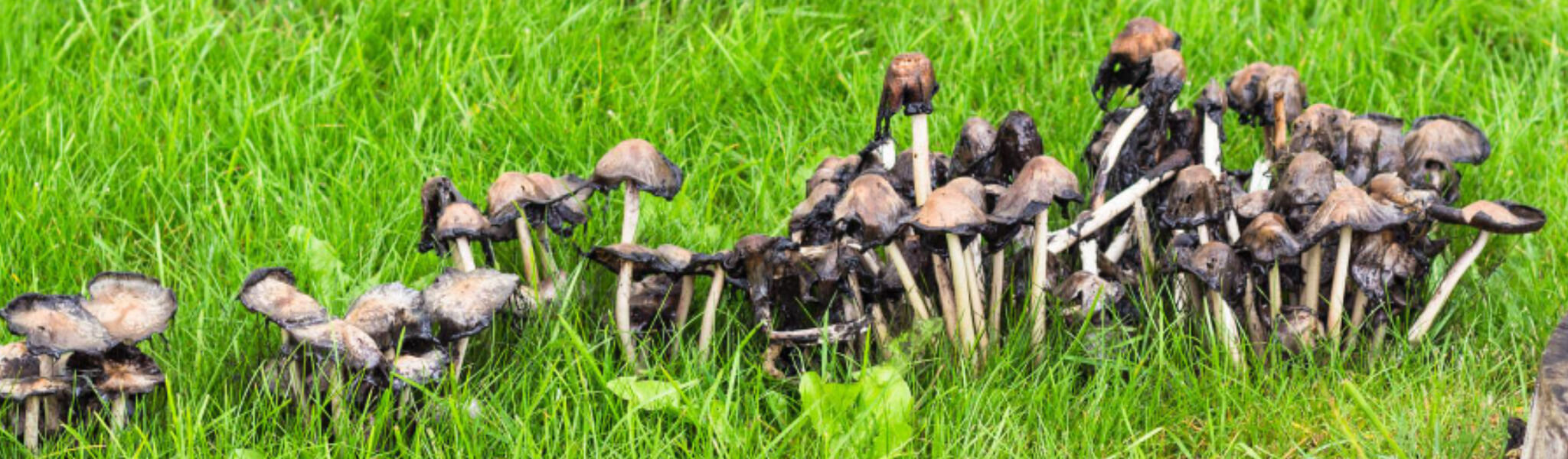 Growing magic mushrooms