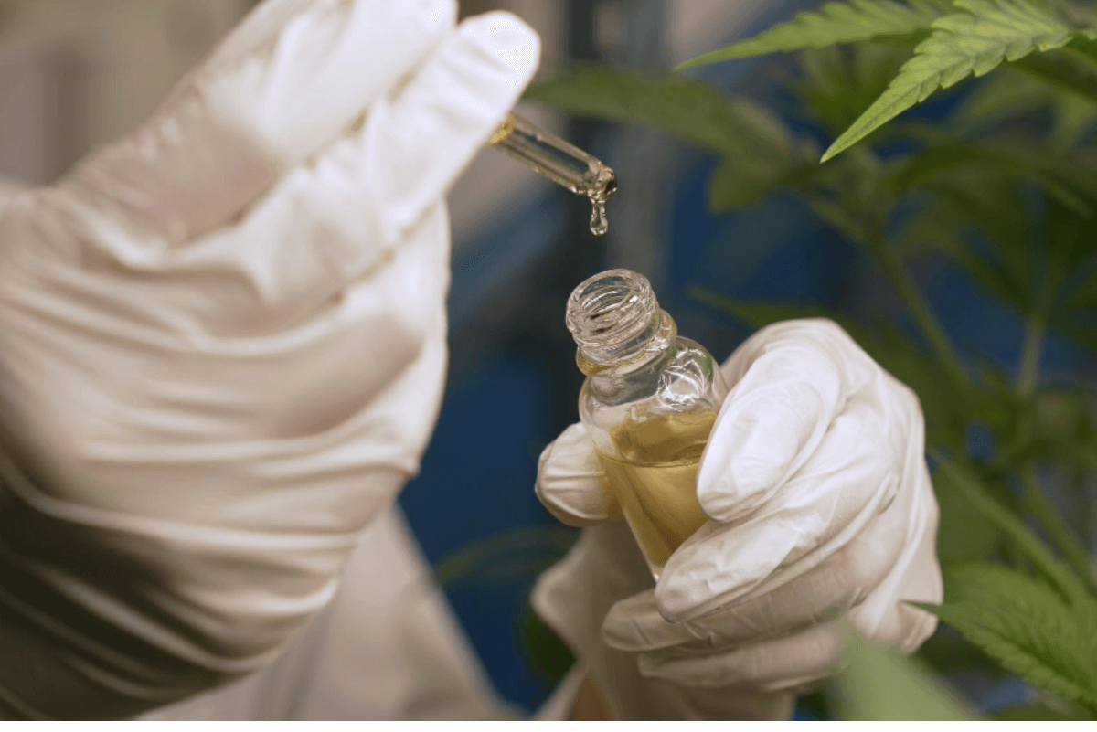 Cannabis scientist tests oil