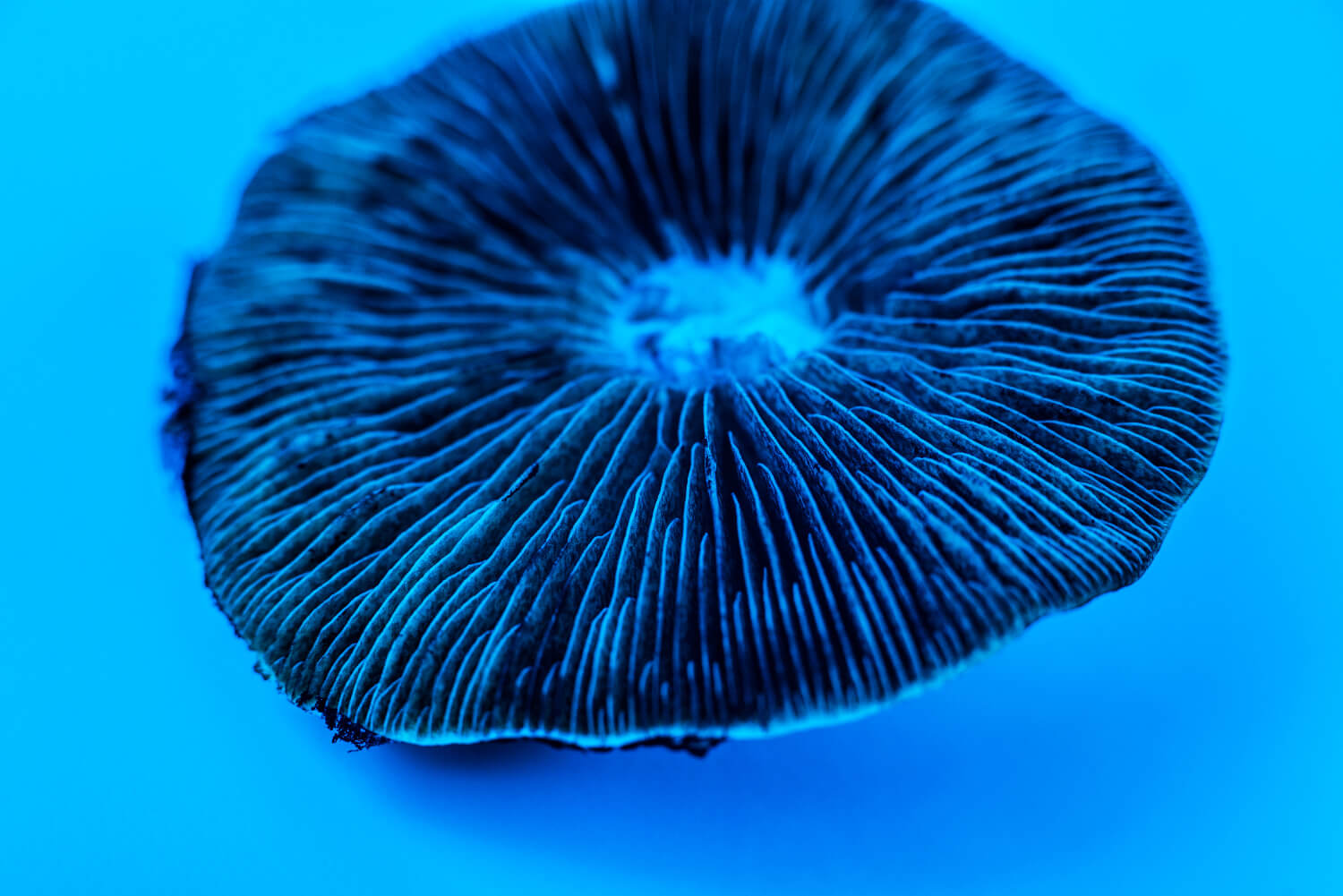 Magic Mushroom cap