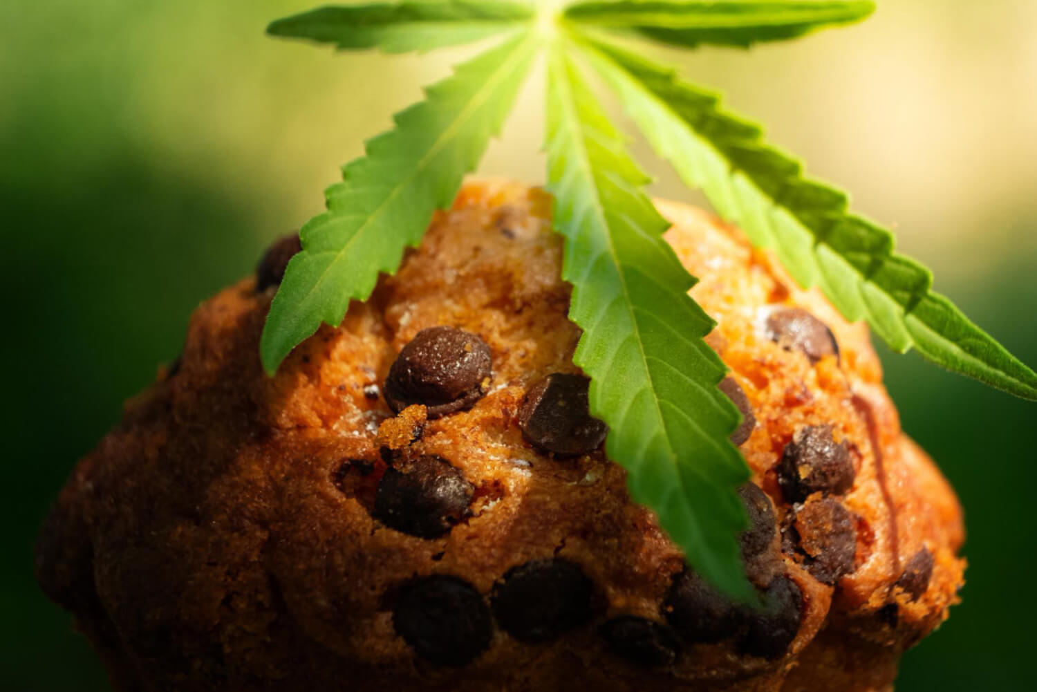 marijuana cookie