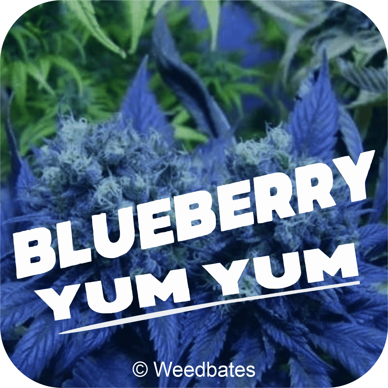 Blueberry Yum Yum cannabis strain