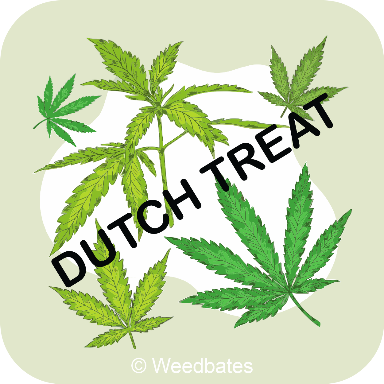 Dutch Treat marijuana strain