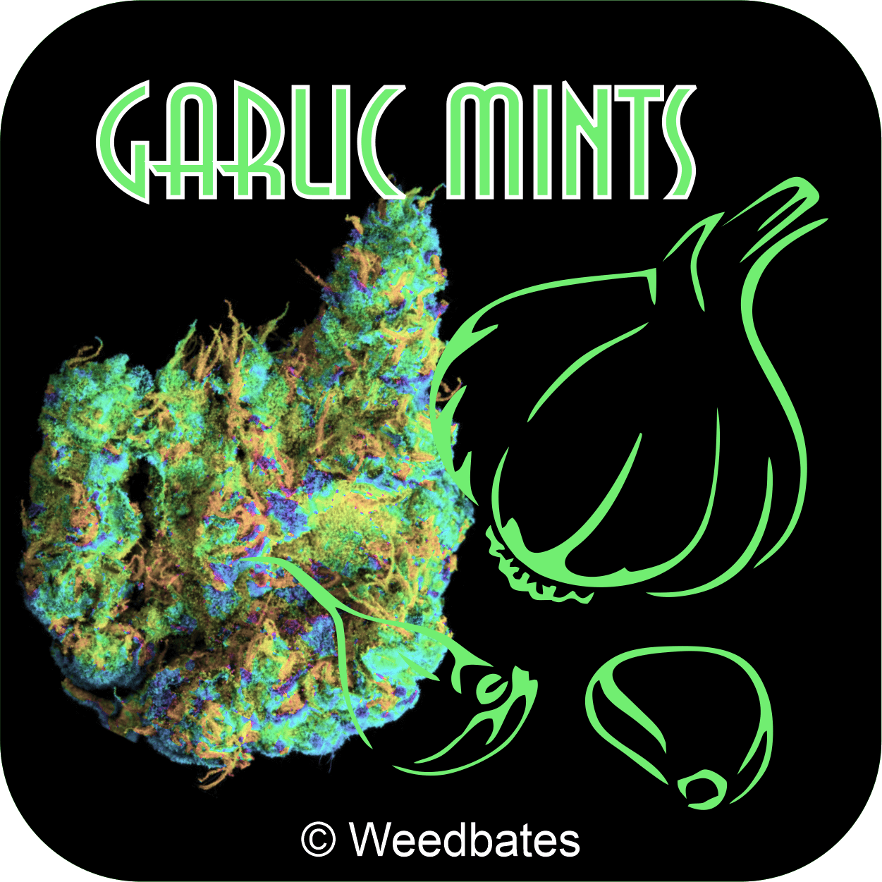 Garlic Mints marijuana strain