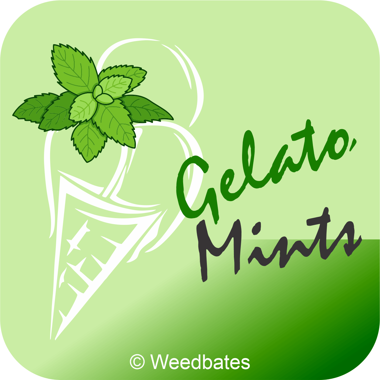 Gelato Mintz cannabis strain