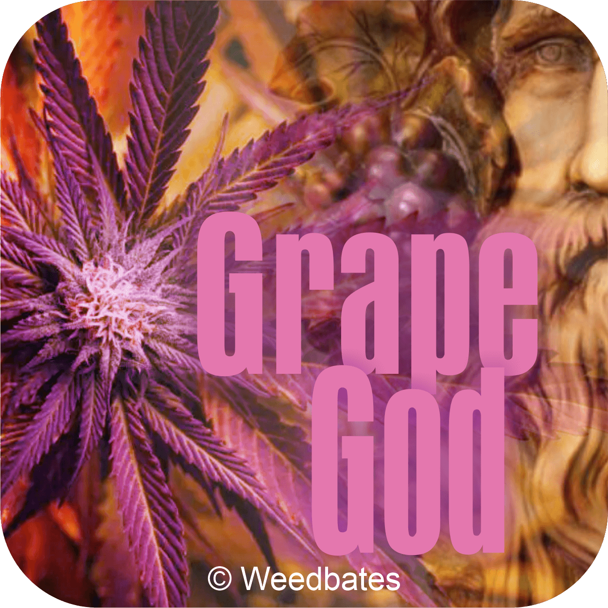 Grape God cannabis strain