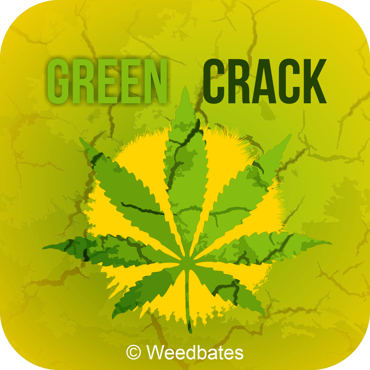 Green Crack strain