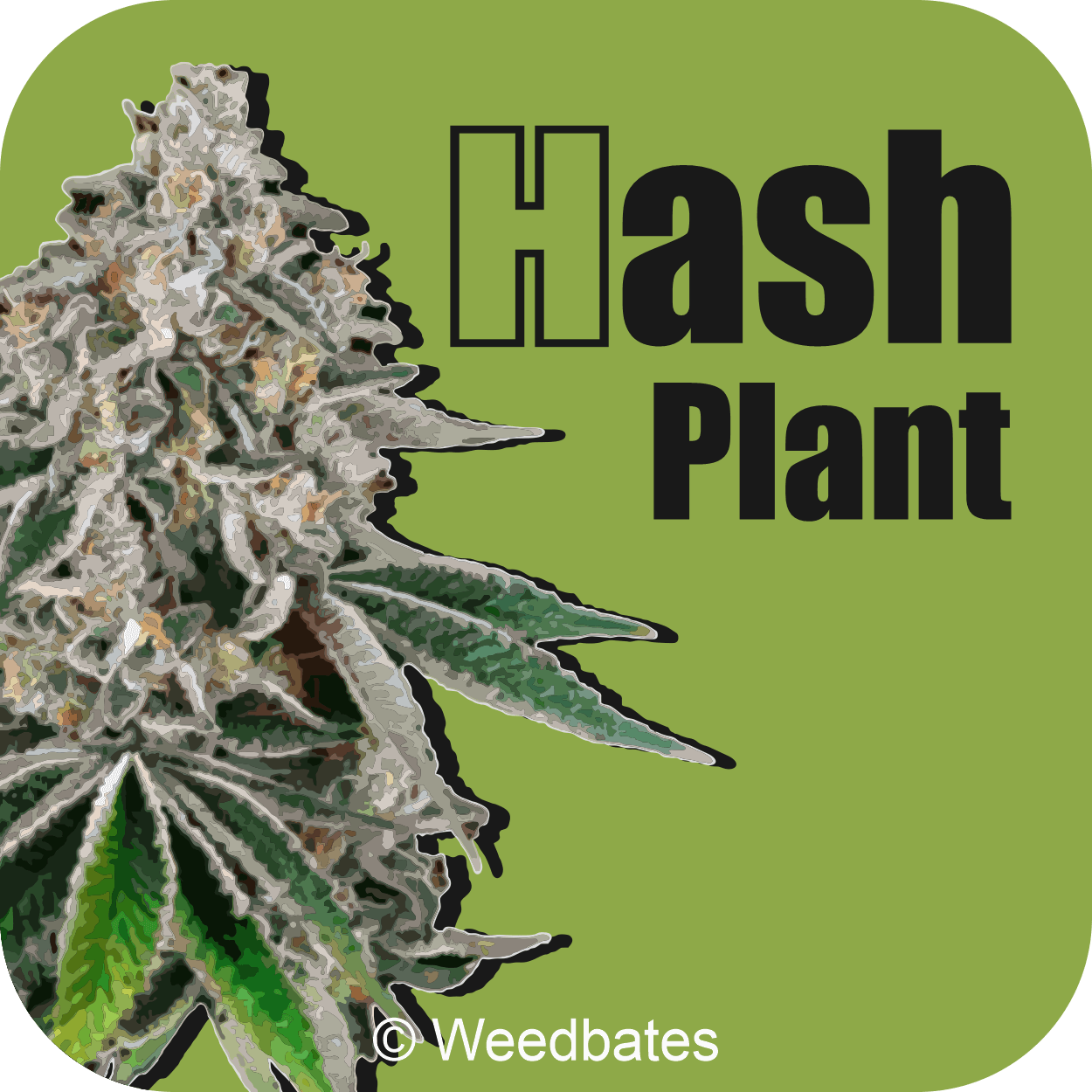 Hash Plant Strain