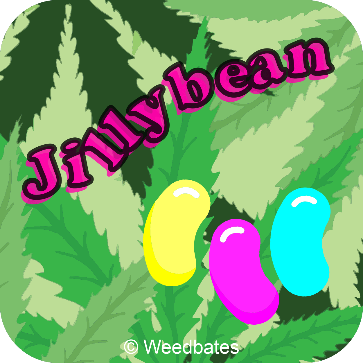 Jillybean strain