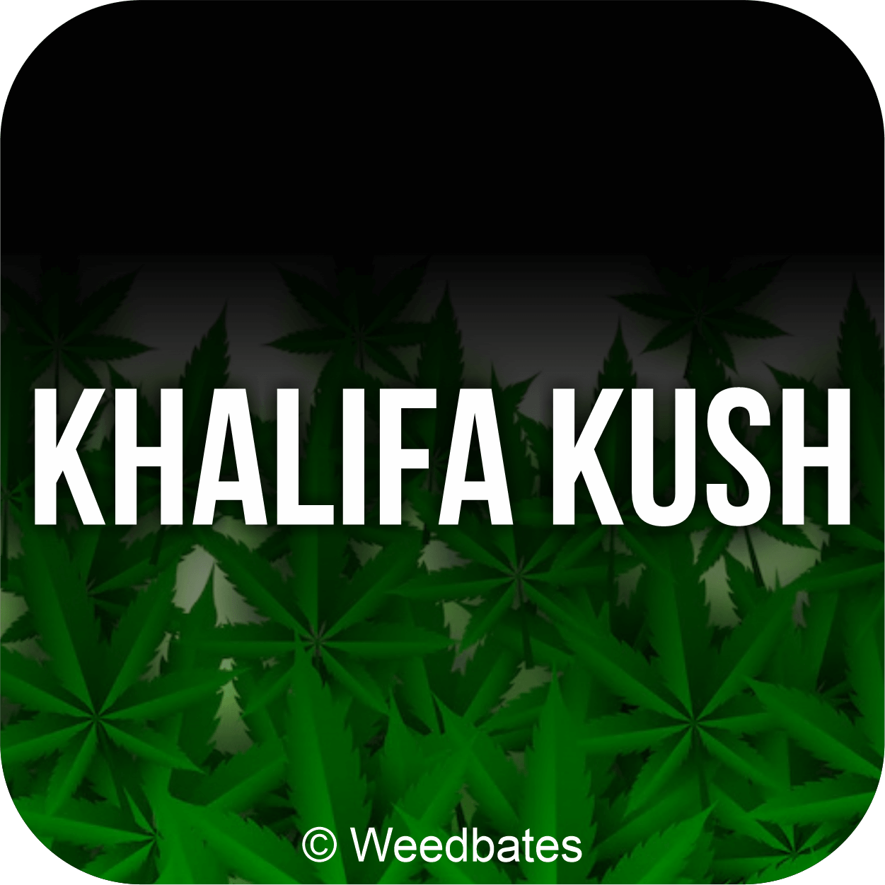 Khalifa Kush marijuana strain
