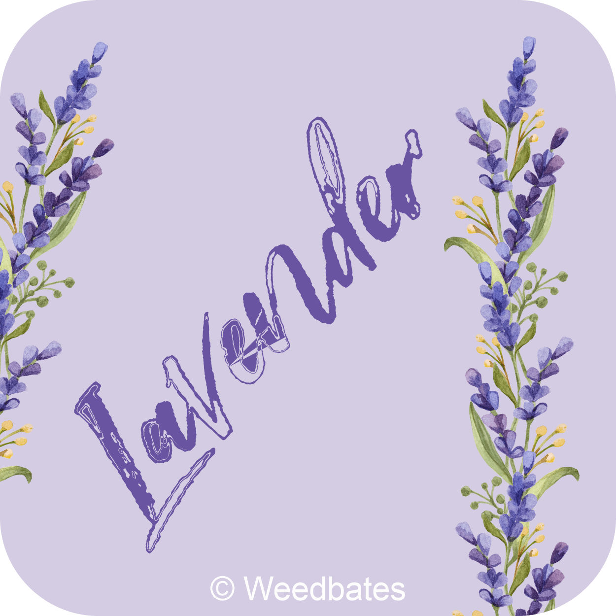 Lavender Cannabis Strain