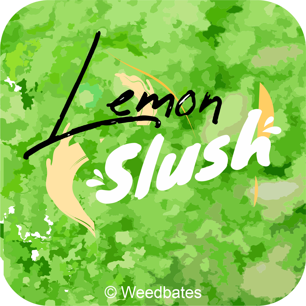 Lemon Slush cannabis