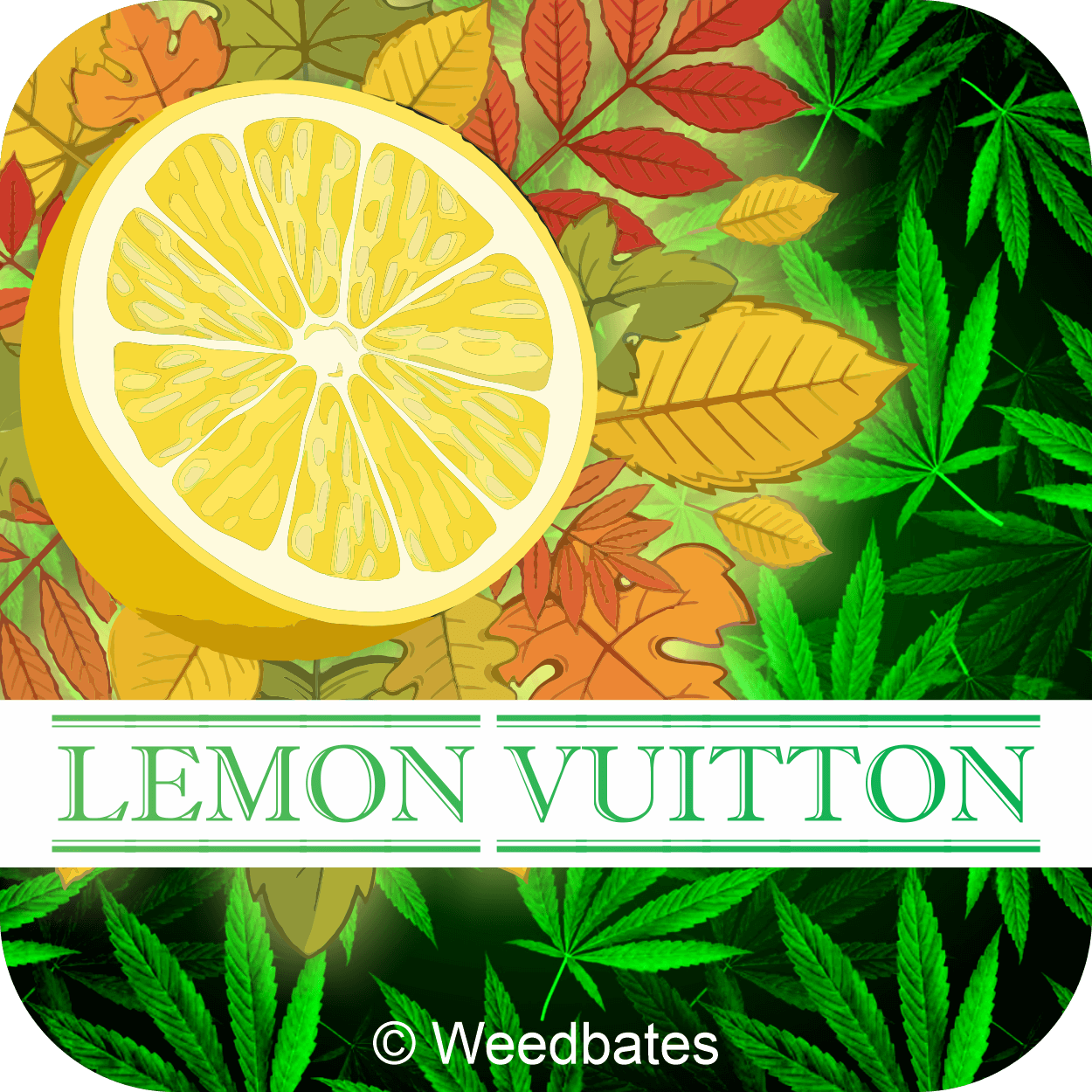 Lemon Vuitton strain