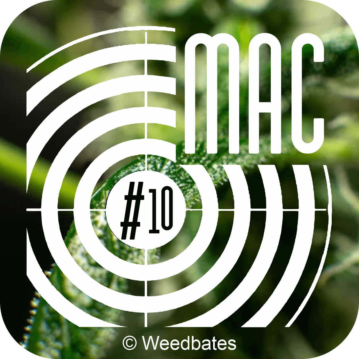 MAC #10 cannabis strain