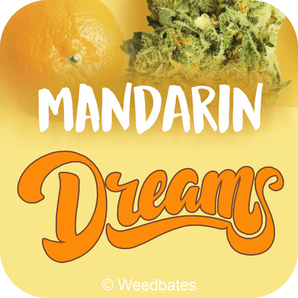 Mandarin Dreams strain