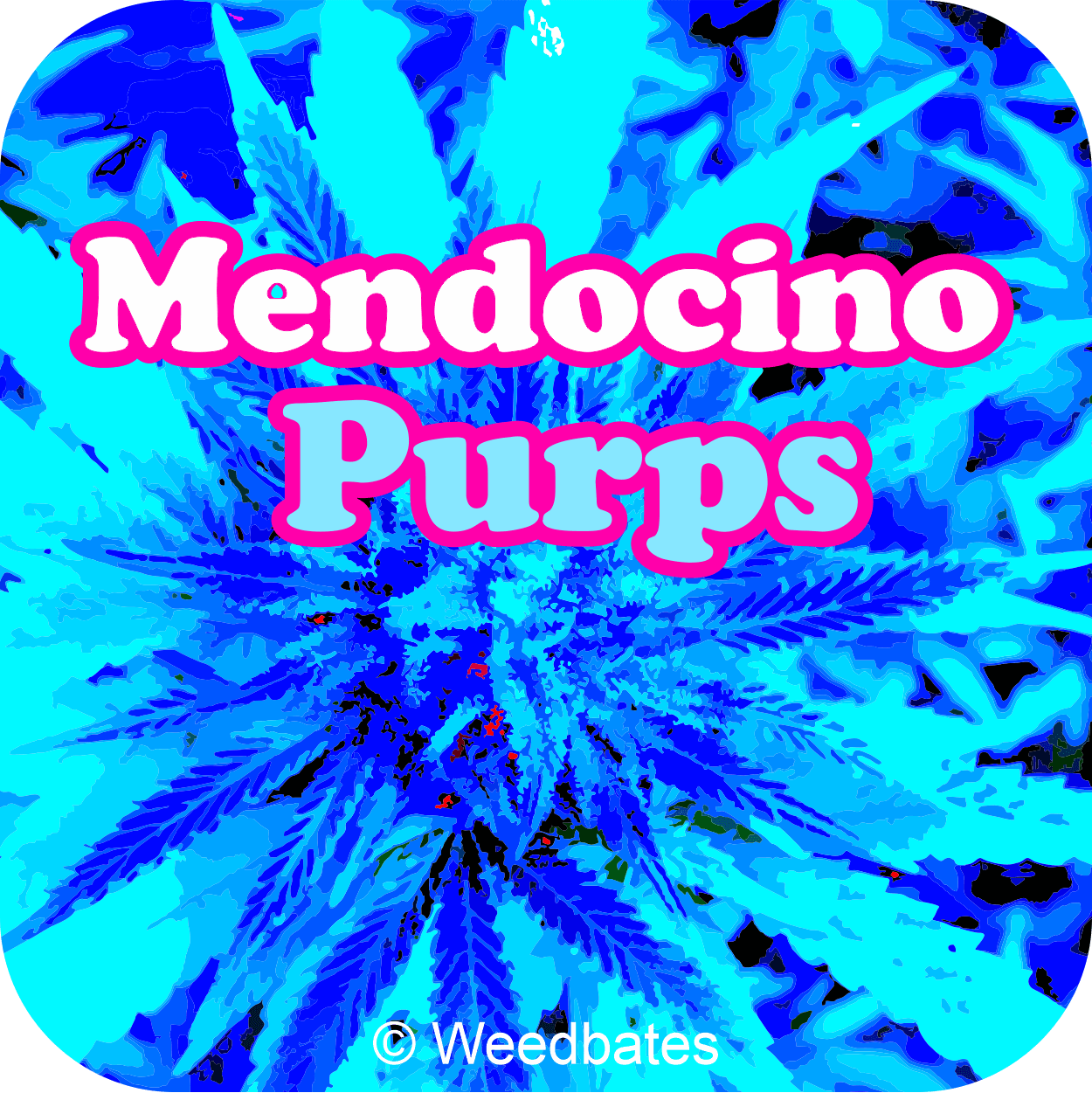 Mendocino Purps cannabis strain