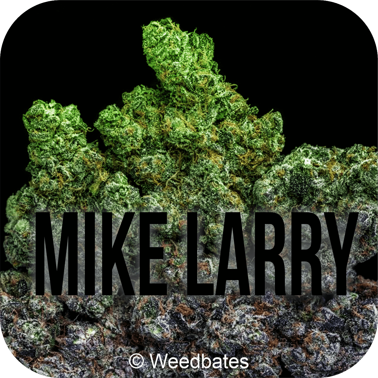 Mike Larry Cannabis Strain