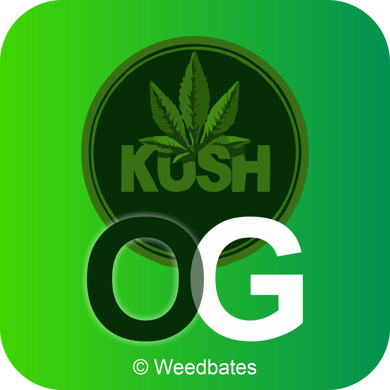 OG Kush cannabis strain