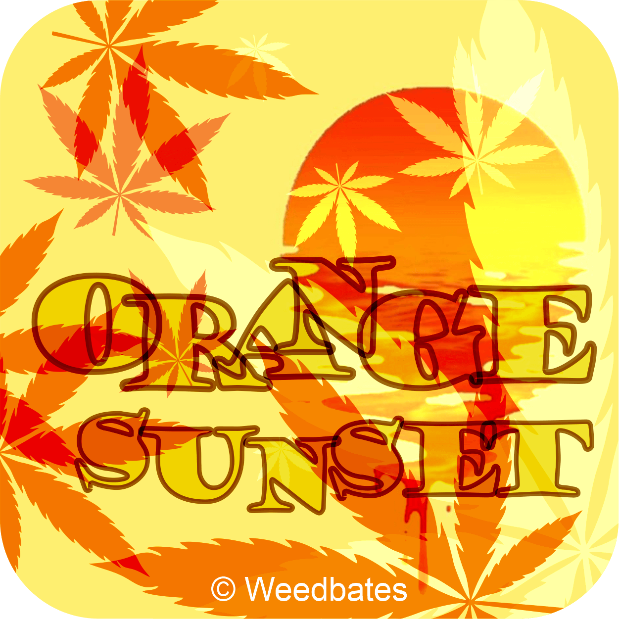 Orange Sunset marijuana strain