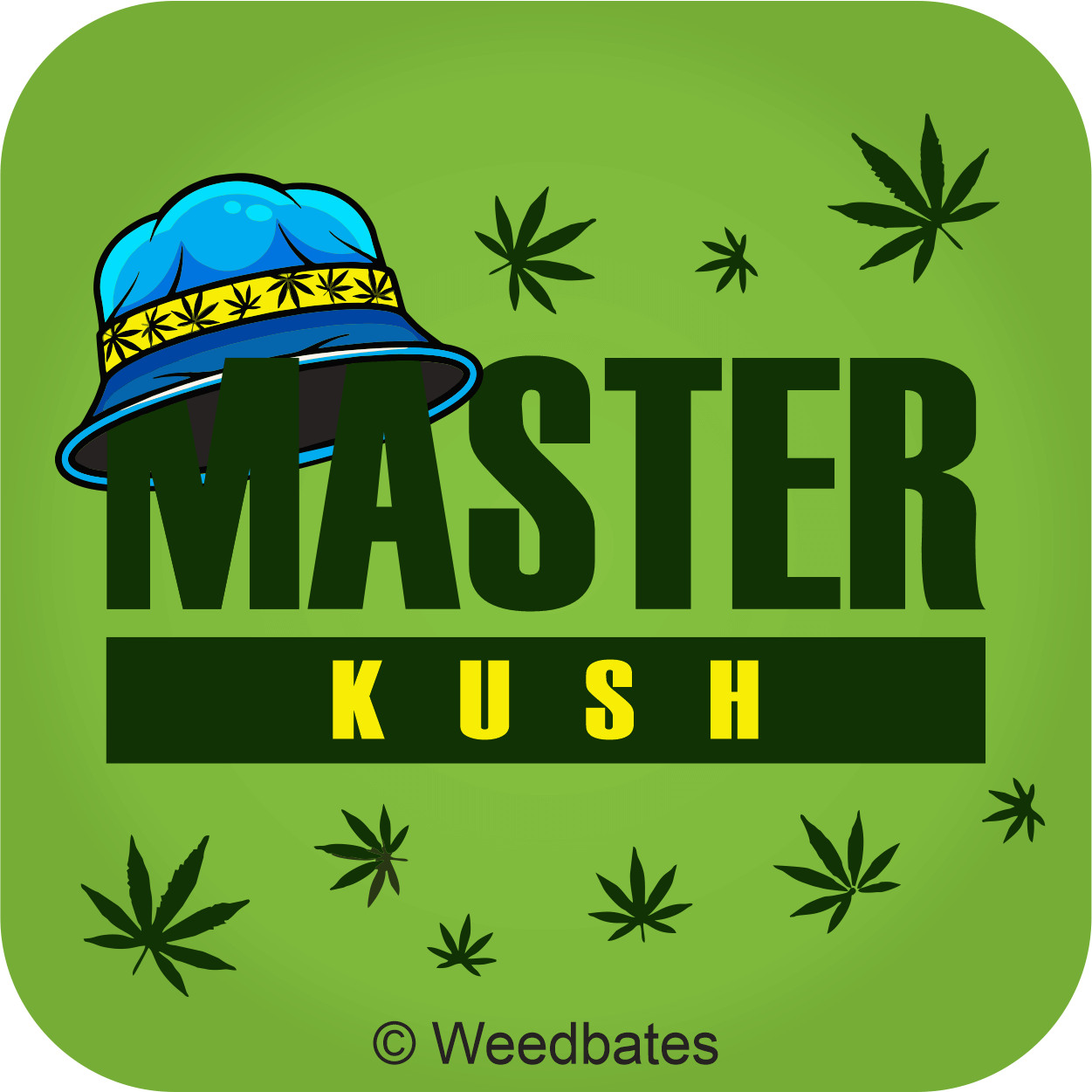 Master Kush cannabis strain